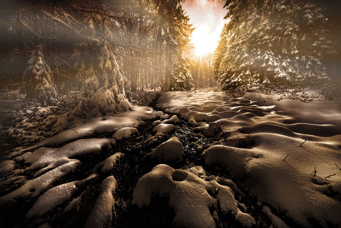 Winter forest with snow and sunlight