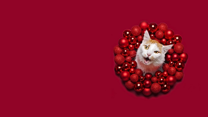 Cat peeking through a Christmas wreath