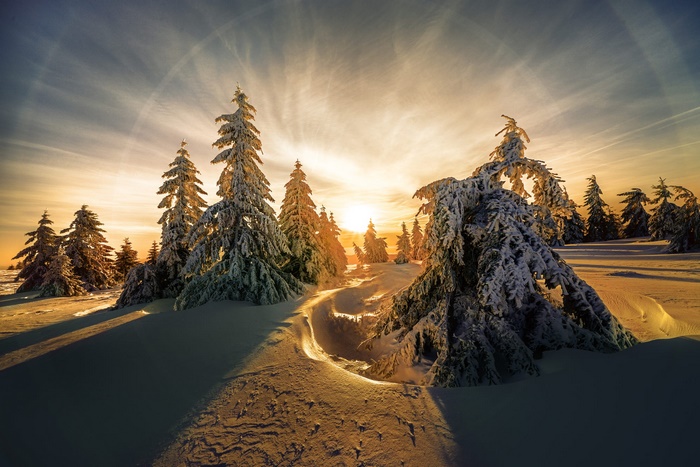 Snowy fir trees at sunrise with sun halo