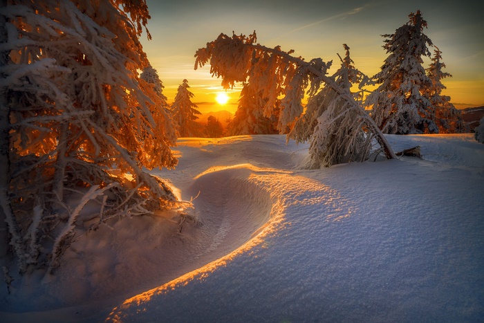 Winter sunset over snow-covered fir trees