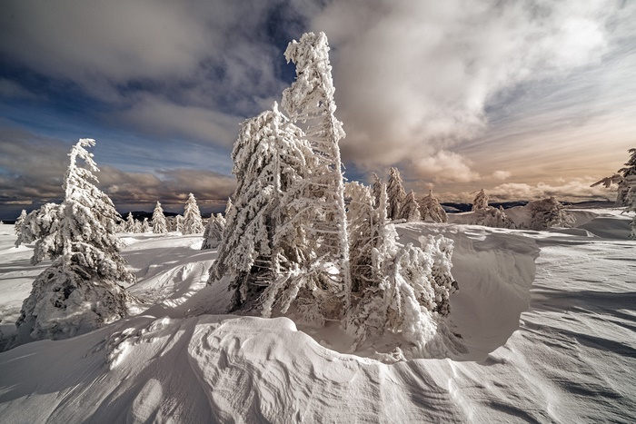 Snow-covered fir trees on a cloudy winter day