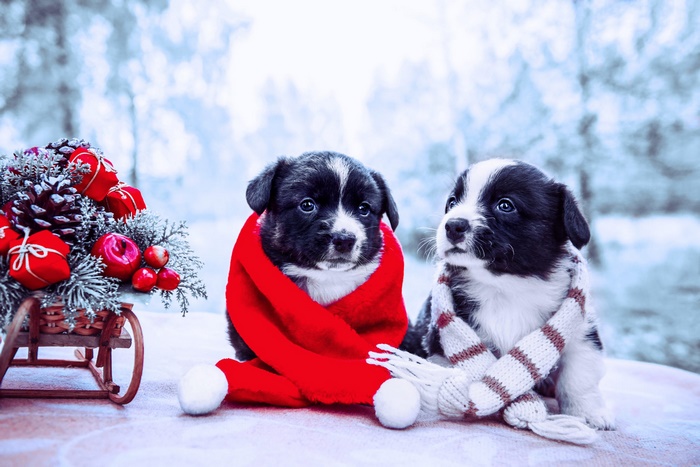 Two puppies in Christmas attire with a sled of ornaments