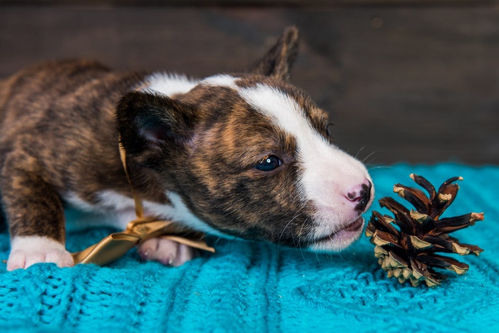 Brindle Pit Bull puppy with a pine cone