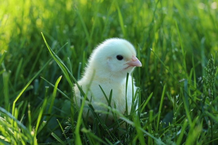 A fluffy yellow chick sits in tall green grass
