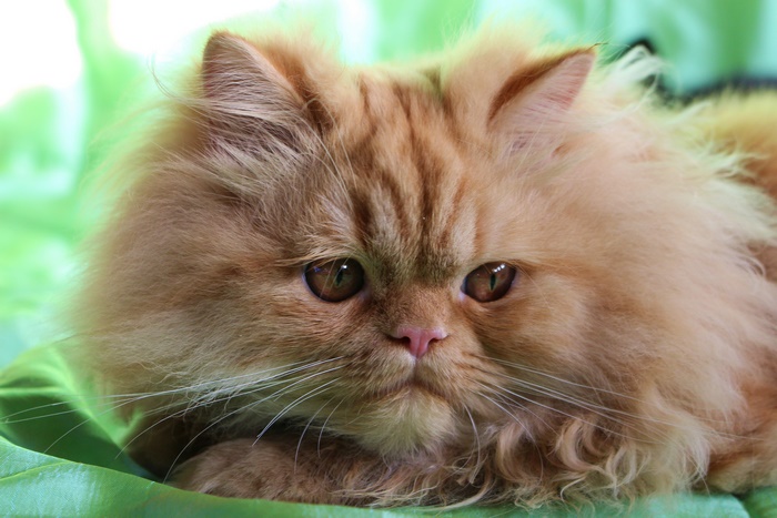 Orange Persian Cat with Fluffy Fur