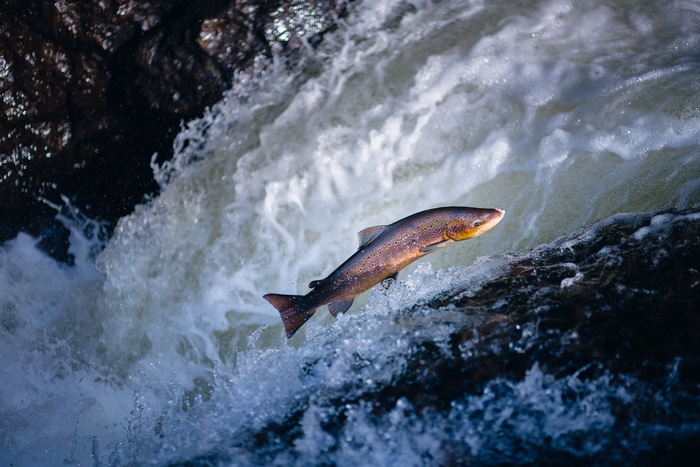 Salmon Jumping Upstream Through White Water