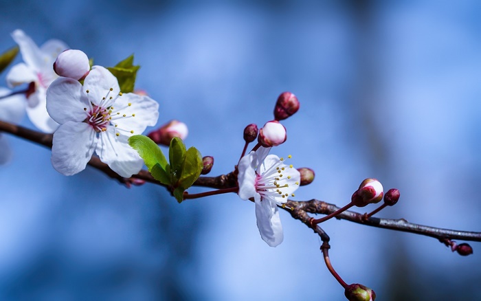 White cherry blossoms on a branch