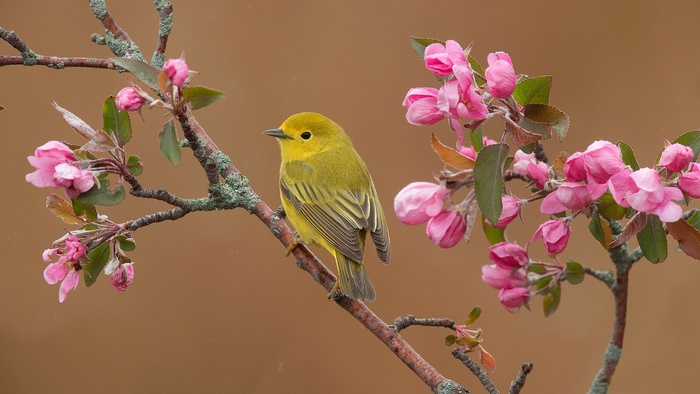 Yellow Warbler on a Flowering Apple Branch