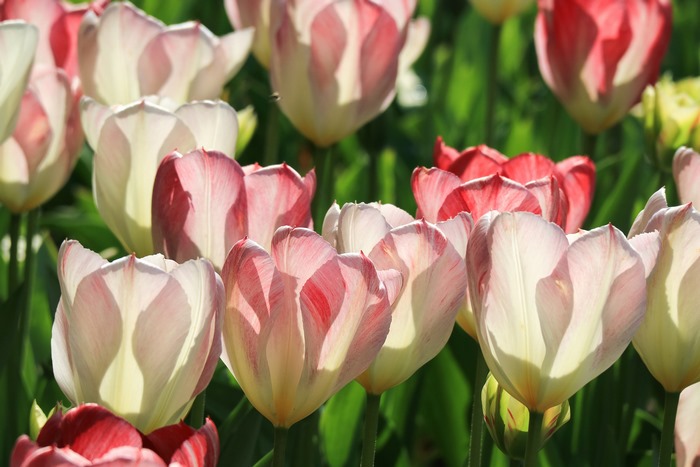 Pink and white tulips in a field