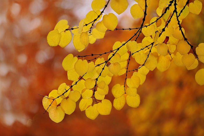 Yellow leaves on a branch in autumn