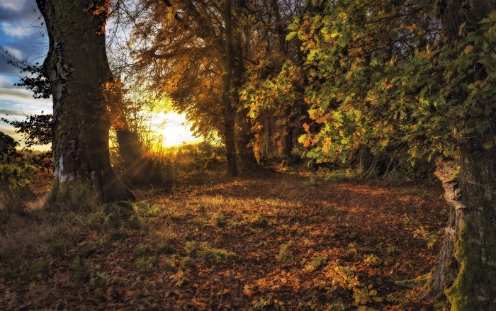 Autumn forest with sunlight filtering through trees