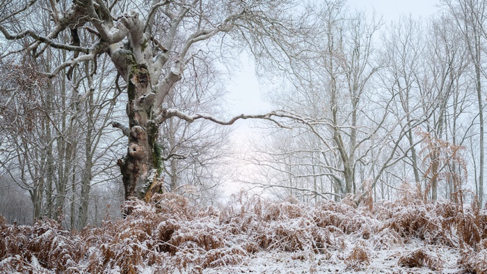 Winter Forest with Snow-Covered Ferns and Old Tree
