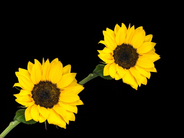 Two sunflowers on a black background
