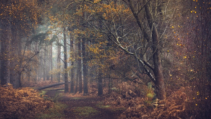 Fall Forest Path with Ferns and Fallen Tree