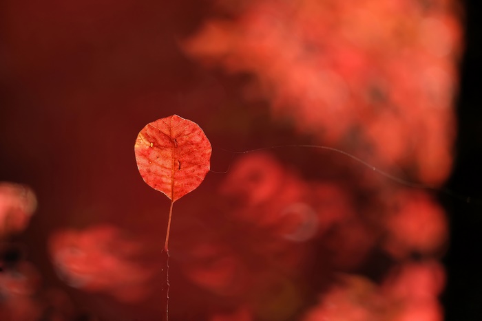 Red leaf with spiderweb in autumn