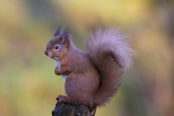 Red Squirrel on a Tree Stump