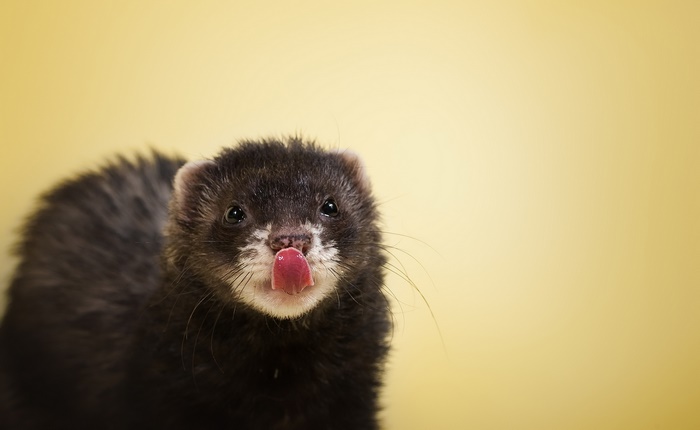 Ferret with tongue out