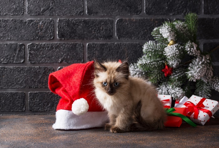 Kitten in Santa Hat with Christmas Gifts