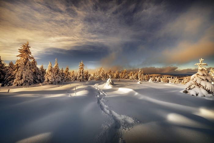 Winter landscape with snow-covered trees and footprints