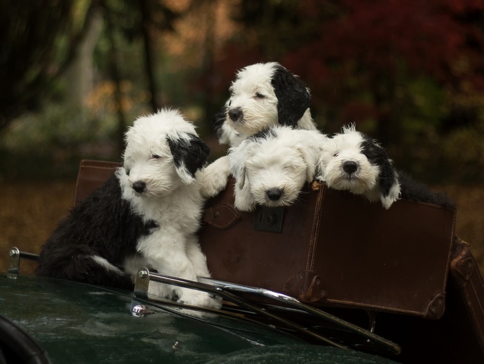 Four Old English Sheepdog Puppies in a Suitcase