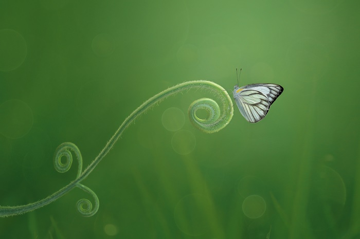 Butterfly on a curled plant stem