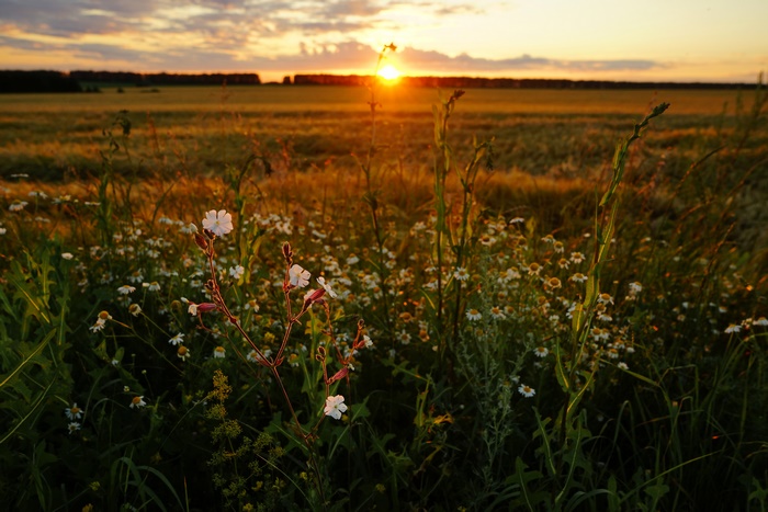 Field with wildflowers at sunset