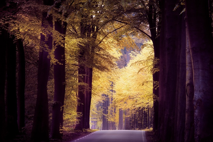 Road through a forest in autumn