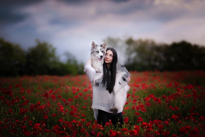Woman holding a Border Collie in a poppy field