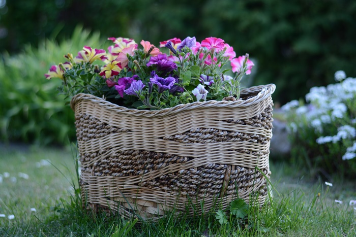 Petunias in a Woven Basket