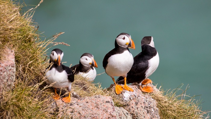 Four Puffins on a Rocky Cliff
