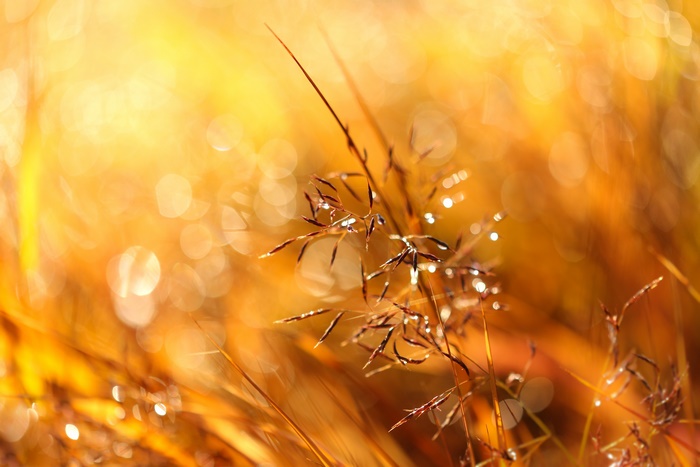 Macro shot of grass with dew drops in sunlight
