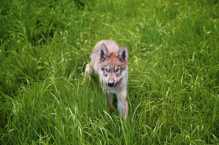 Wolf cub in tall green grass