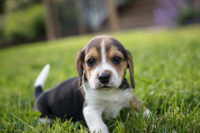 Beagle puppy lying on green grass