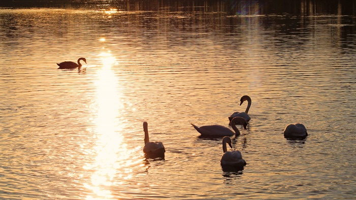 Mute Swans on Water at Sunset