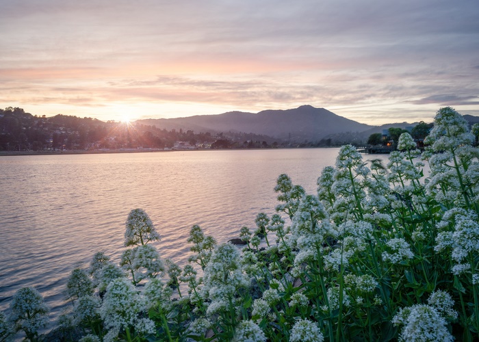 Sunrise over a village by the water with flowers