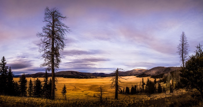 Dead trees in a valley landscape at sunset