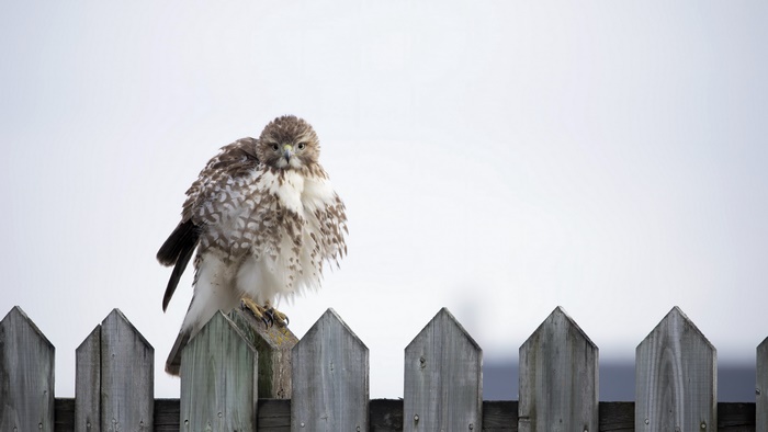 Bird on a fence