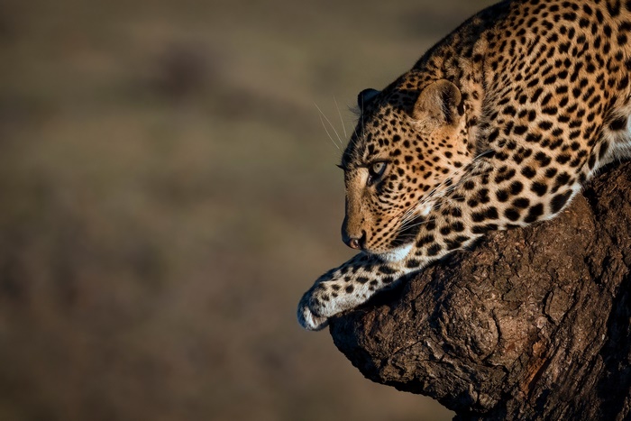 Leopard resting on a tree branch
