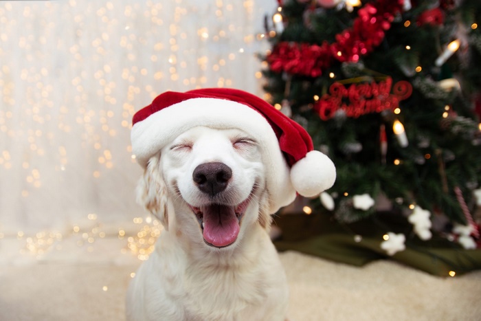 Dog wearing a Santa hat with a Christmas tree