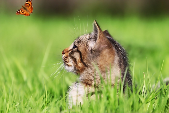 Cat watching a butterfly in green grass
