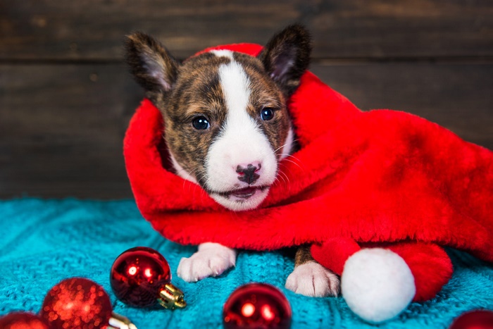 Brindle Pit Bull Puppy Wrapped in Red Scarf with Christmas Ornaments