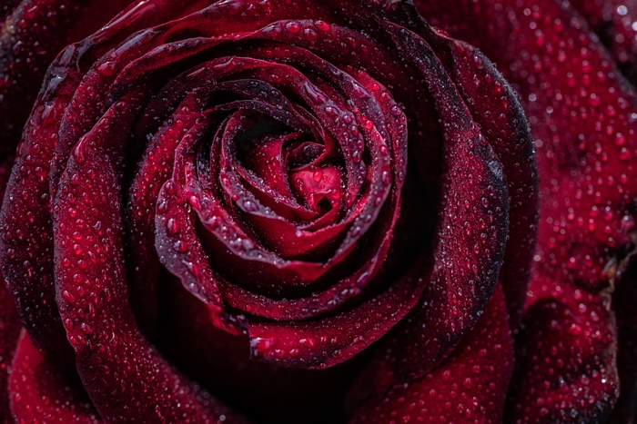 Macro shot of a dark red rose with water drops