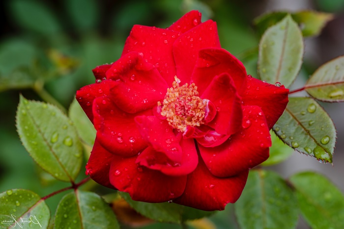 Red Rose with Raindrops in Macro