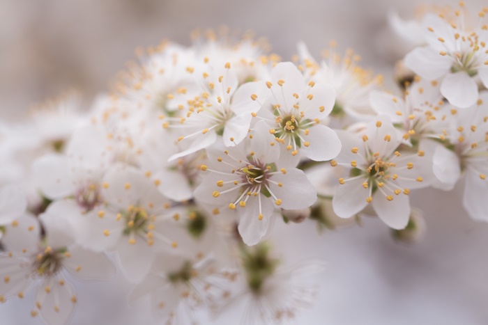 White Cherry Blossoms 4K