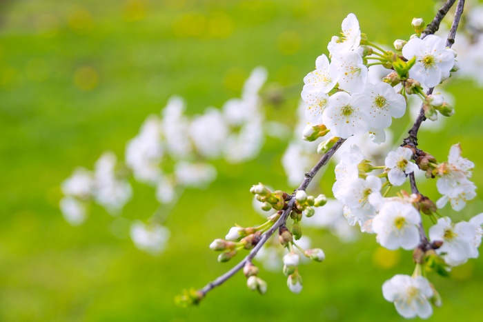 White Cherry Blossoms on a Branch