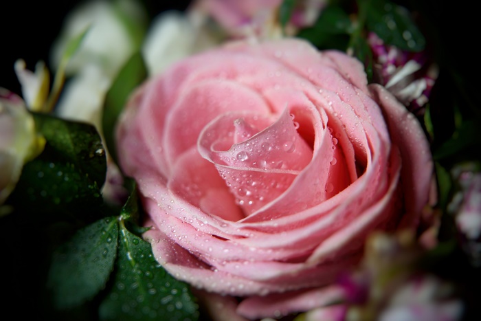 Pink Rose with Water Drops Macro 4K