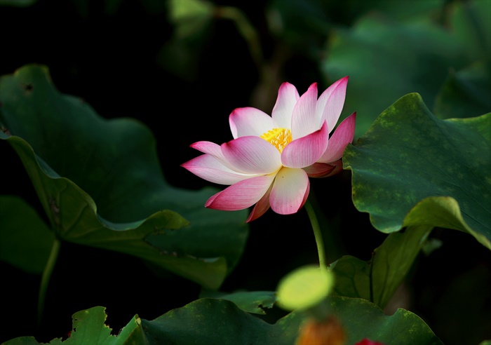 Pink and white lotus flower with green leaves