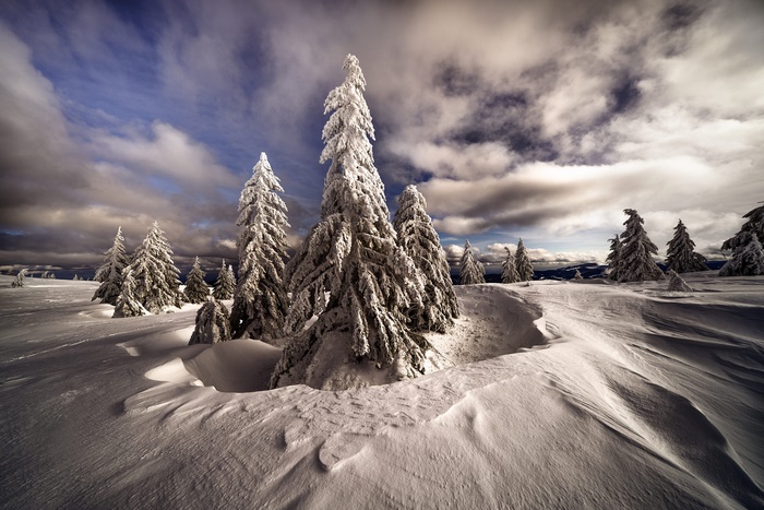 Snow-covered fir trees on a cloudy winter day