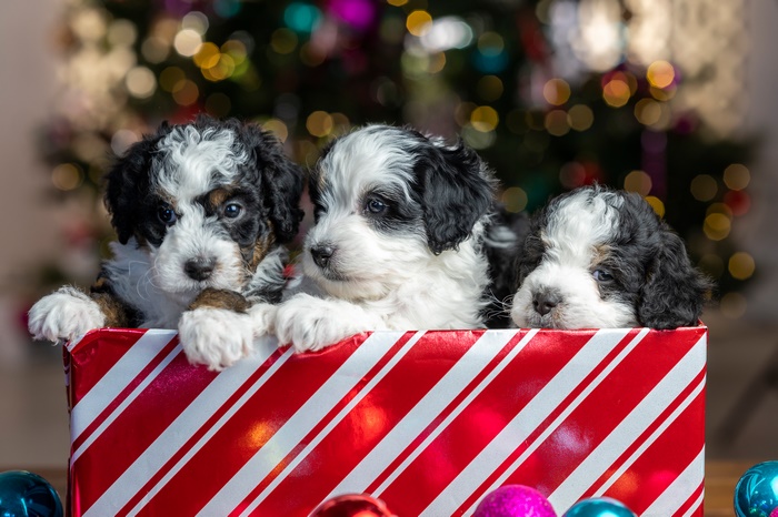 Three puppies in a Christmas gift box
