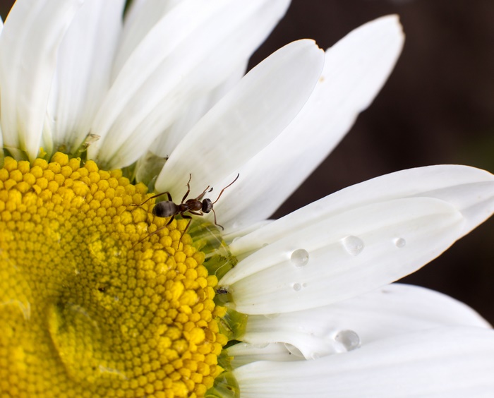 Ant on a White Daisy with Water Drops 4K